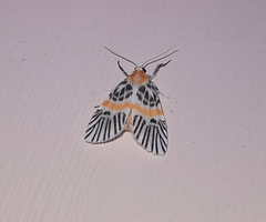 Indiania eccentropis