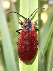 Lycus sanguinipennis