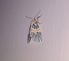 Indiania eccentropis