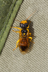 Pamphilius aurantiacus