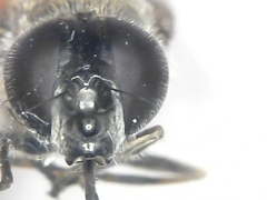 Cheilosia gigantea