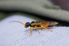 Pamphilius aurantiacus