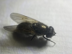 Cheilosia gigantea
