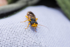 Pamphilius aurantiacus