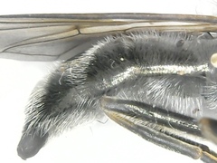 Cheilosia gigantea