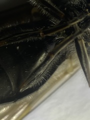 Cheilosia gigantea