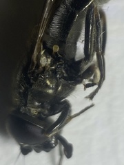 Cheilosia gigantea