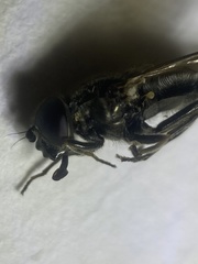 Cheilosia gigantea