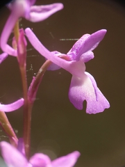 Orchis mascula laxifloriformis
