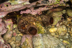 Microcosmus polymorphus