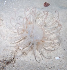 Isarachnanthus