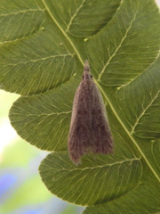 Dichomeris punctidiscellus