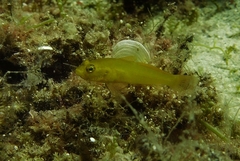 Gobius auratus