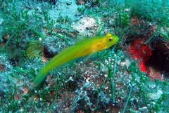 Gobius auratus