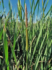 Typha domingensis