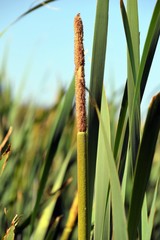Typha domingensis