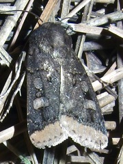 Dichagyris kyune