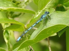 Enallagma laterale