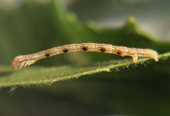 Campaea perlata