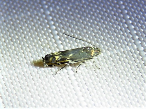Calliprora sexstrigella photo 5
