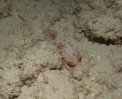 Callistoctopus ornatus
