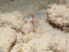 Callistoctopus ornatus