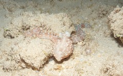 Callistoctopus ornatus