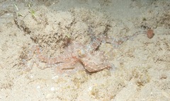 Callistoctopus ornatus