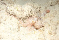Callistoctopus ornatus