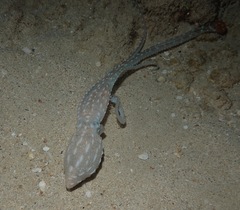 Callistoctopus ornatus