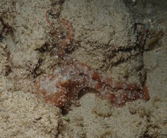 Callistoctopus ornatus