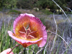 Calochortus plummerae