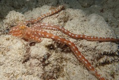 Callistoctopus ornatus