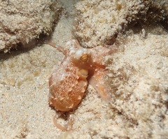 Callistoctopus ornatus