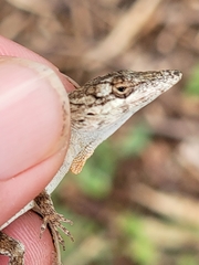 Anolis angusticeps