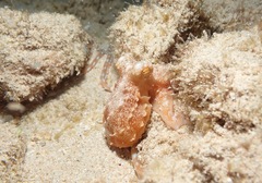 Callistoctopus ornatus