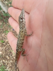 Anolis angusticeps