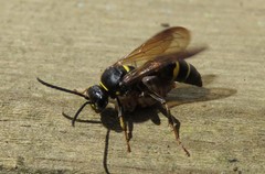 Argogorytes mystaceus