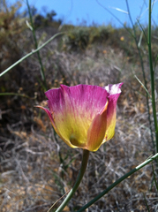 Calochortus plummerae
