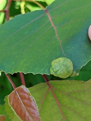 Phyllocoptes didelphis
