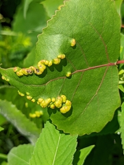 Phyllocoptes didelphis