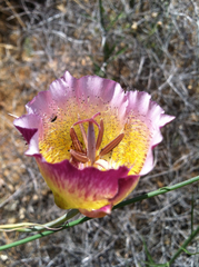 Calochortus plummerae