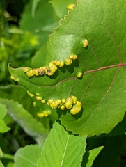 Phyllocoptes didelphis