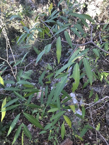 Saddlepod (Wrightia natalensis)