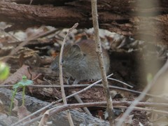 Craseomys rufocanus