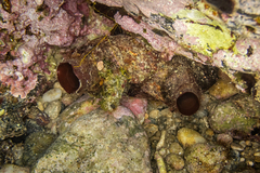 Microcosmus polymorphus