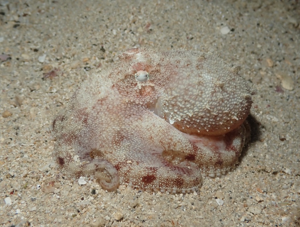 Short-armed Sand Octopus