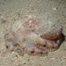Short-armed Sand Octopus - Photo (c) Sara Thiebaud, some rights reserved (CC BY-NC), uploaded by Sara Thiebaud