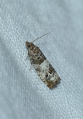 Notocelia trimaculana