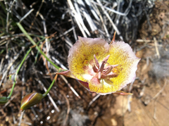 Calochortus plummerae